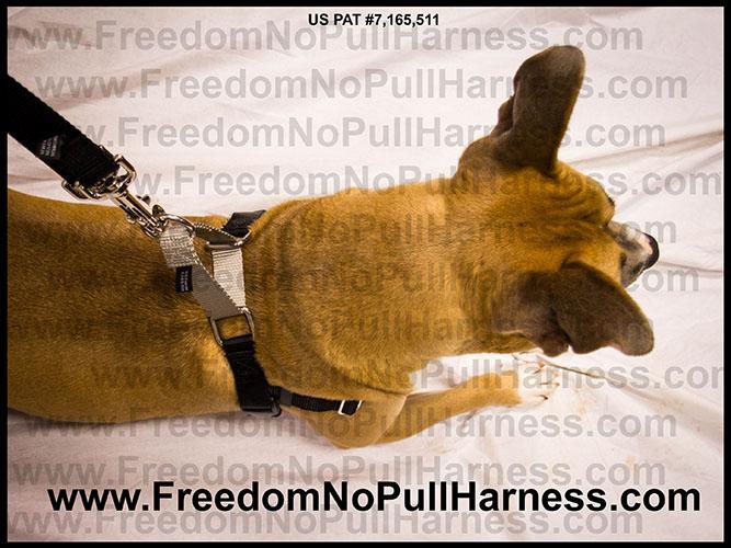 Freedom no pull harness sizing best sale